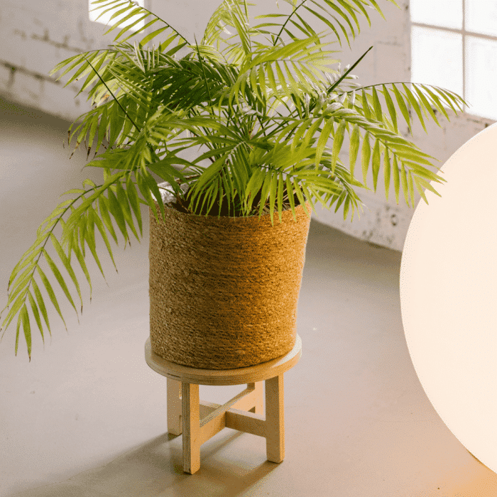 soporte-tiestos-grandes-madera-la-selva-ekohunters-ecodiseño-sostenibilidad-debosc