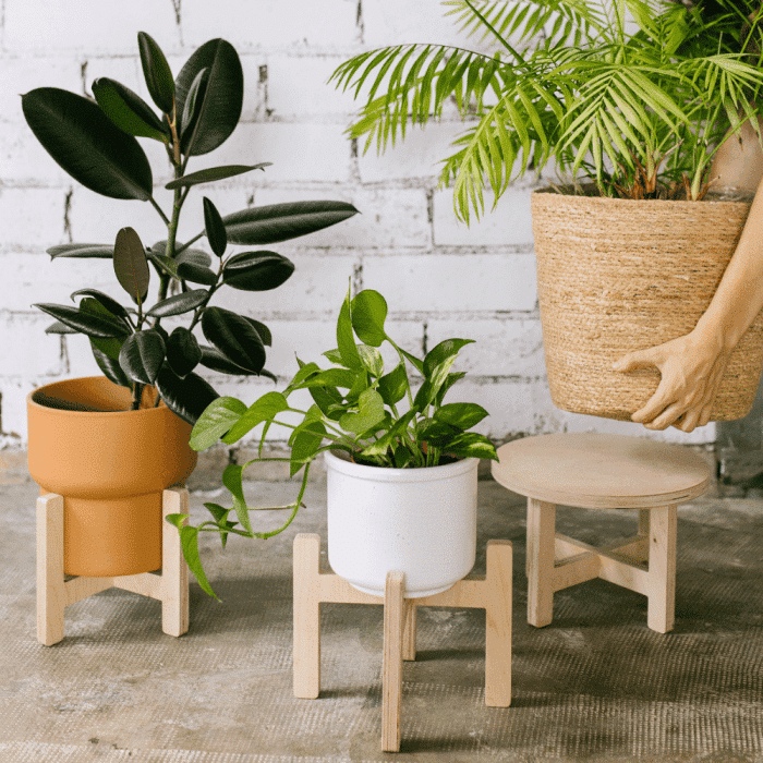 soporte-tiestos-grandes-madera-la-selva-ekohunters-ecodiseño-sostenibilidad-debosc-decoracion
