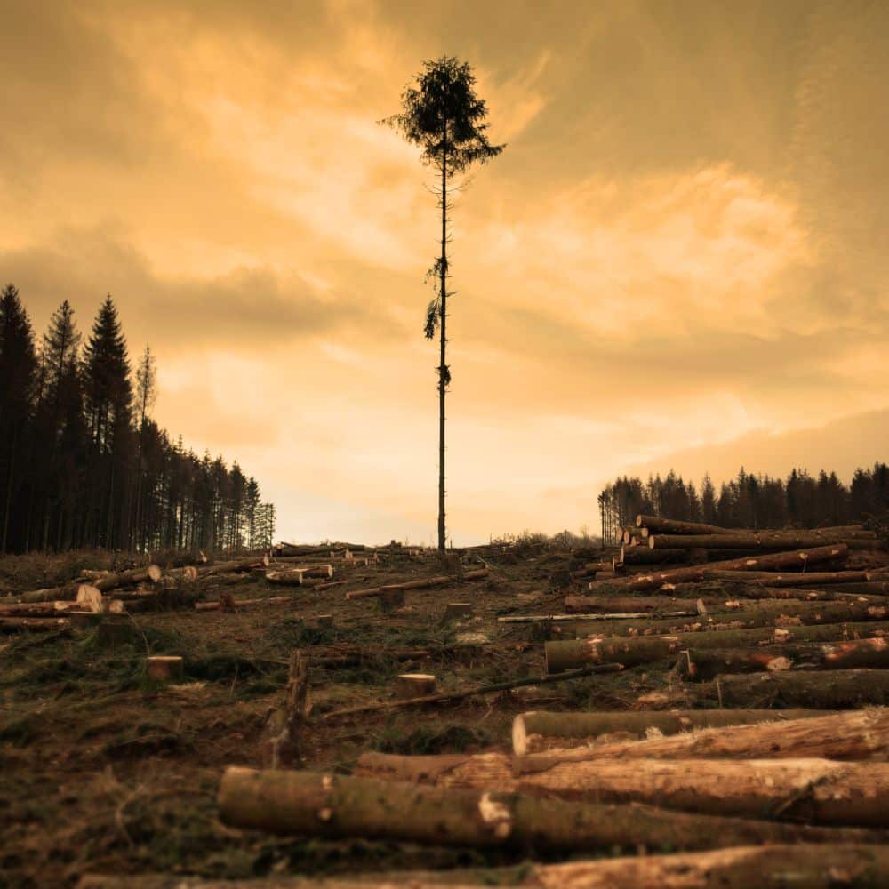 How Does Remote Deforestation Impact Our Environment?