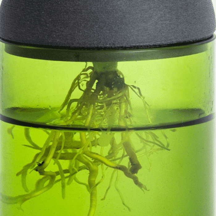 Transparente hydroponische Pflanzkübel – Bild 3