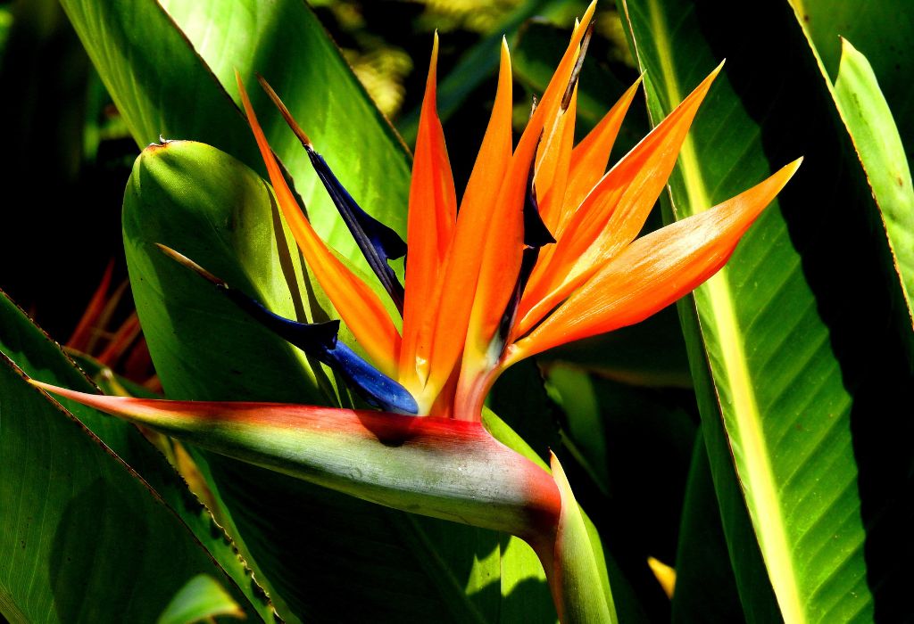Plantas para interiores y exteriores: 10 especies vistosas y originales