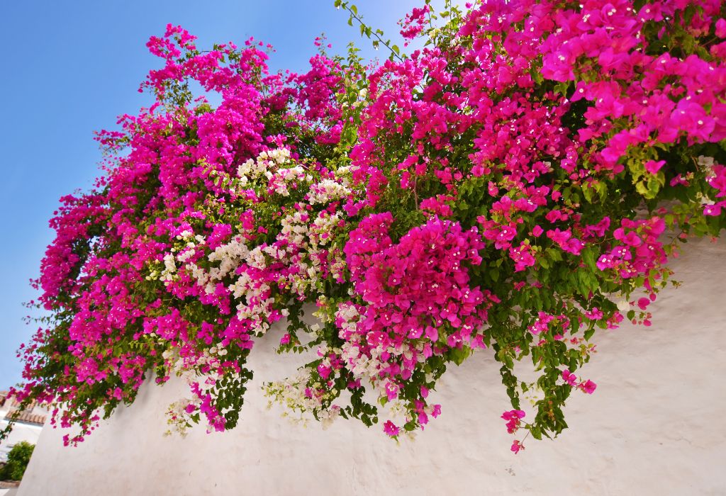 Indoor and Outdoor Plants: 10 Eye-Catching and Unique Species