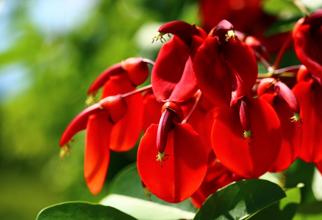 Plantas para interiores y exteriores: 10 especies vistosas y originales