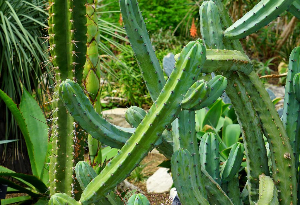 Plantas para interiores y exteriores: 10 especies vistosas y originales