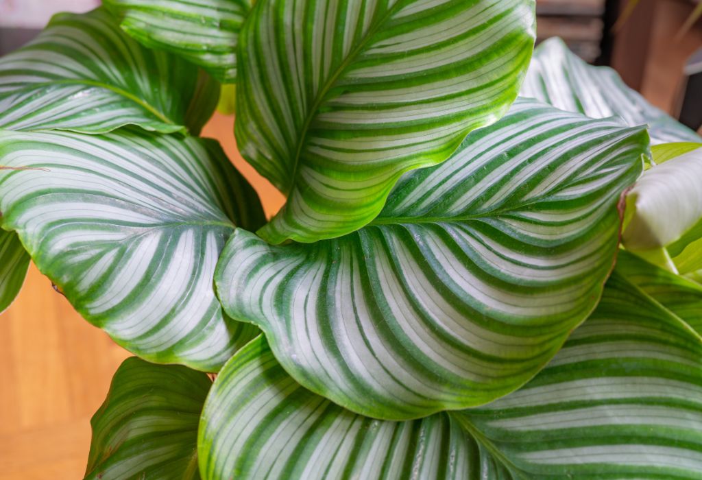 Indoor and Outdoor Plants: 10 Eye-Catching and Unique Species