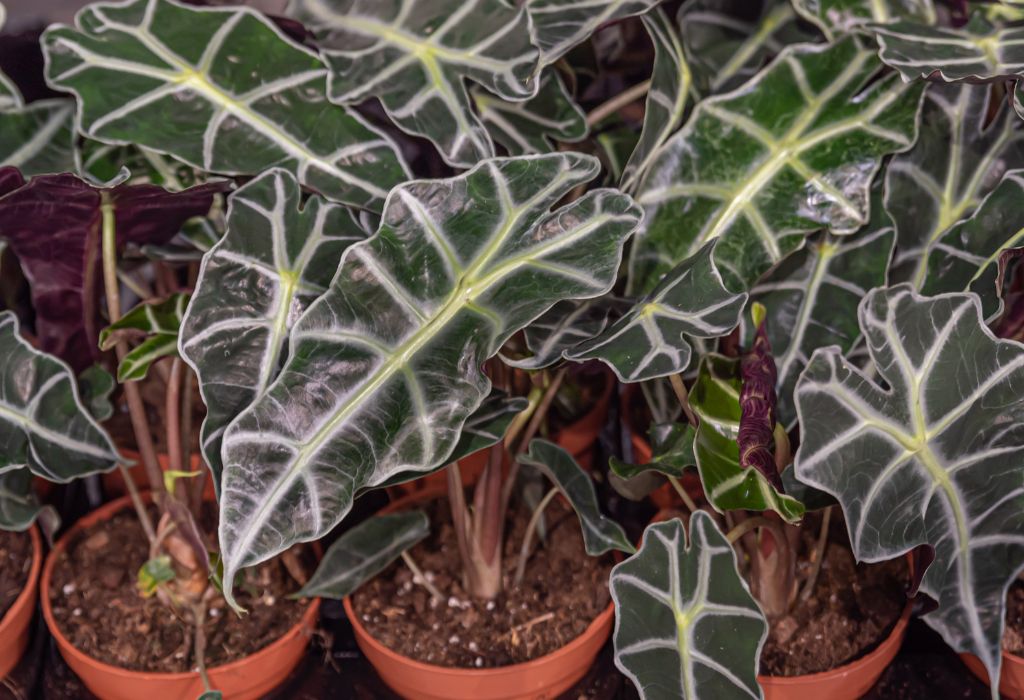 Indoor and Outdoor Plants: 10 Eye-Catching and Unique Species