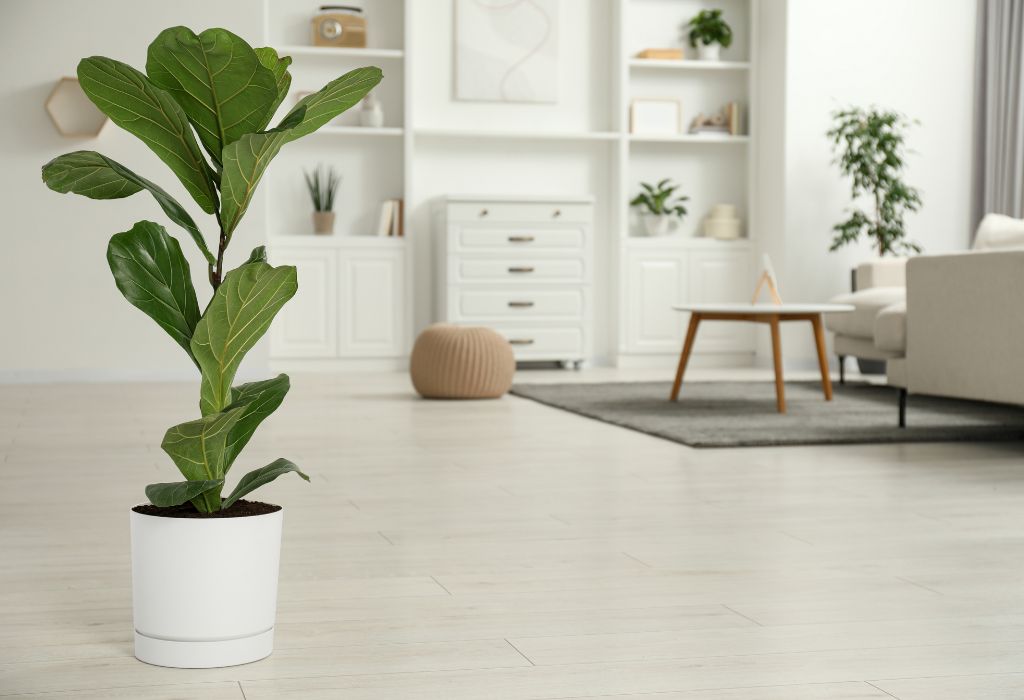 Indoor and Outdoor Plants: 10 Eye-Catching and Unique Species