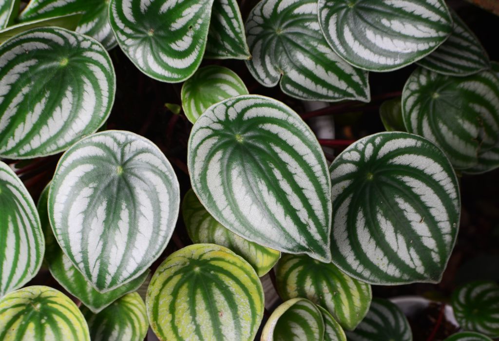 Indoor and Outdoor Plants: 10 Eye-Catching and Unique Species