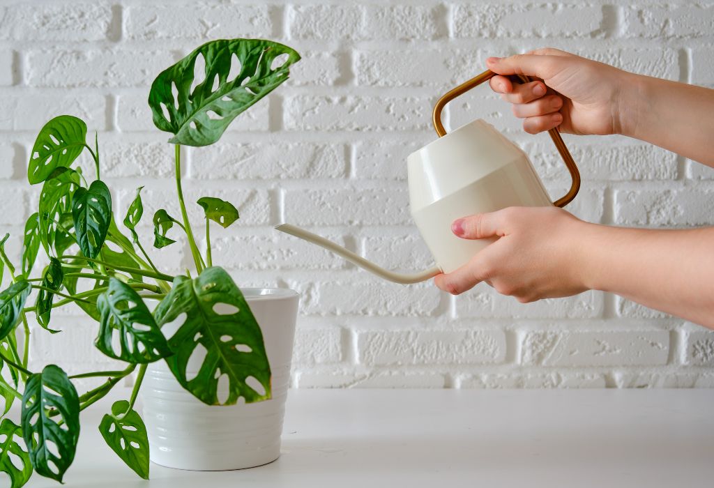 Indoor and Outdoor Plants: 10 Eye-Catching and Unique Species